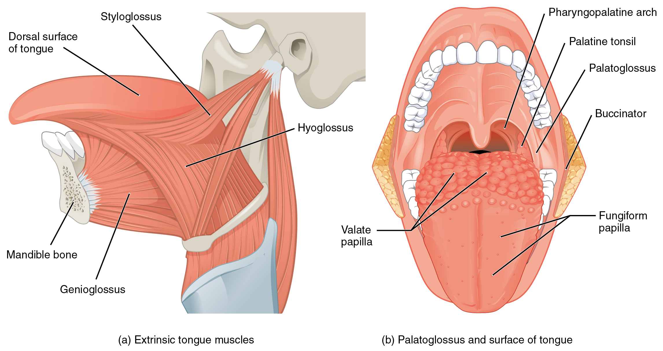 Muscles of the Tongue@OpenStaxAnatomyPhysiology2022